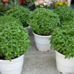 Ocimum basilicum minimum – pestovanie a starostlivosť (Ocimum basilicum minimum) – fotografia