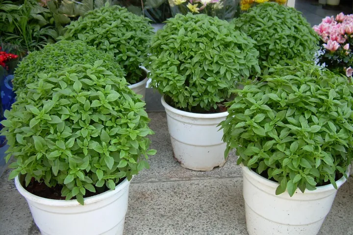Ocimum basilicum minimum