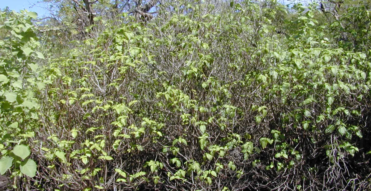Ocimum gratissimum – plant photo
