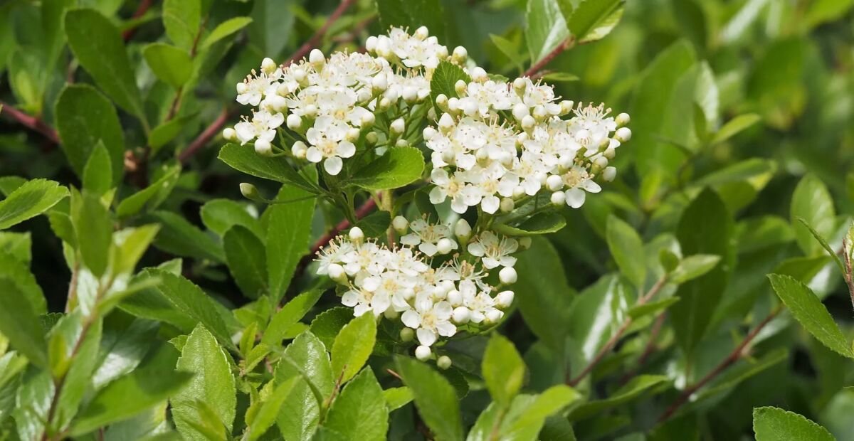 Ognik 'Mohave' (Pyracantha 'Mohave') – plant photo