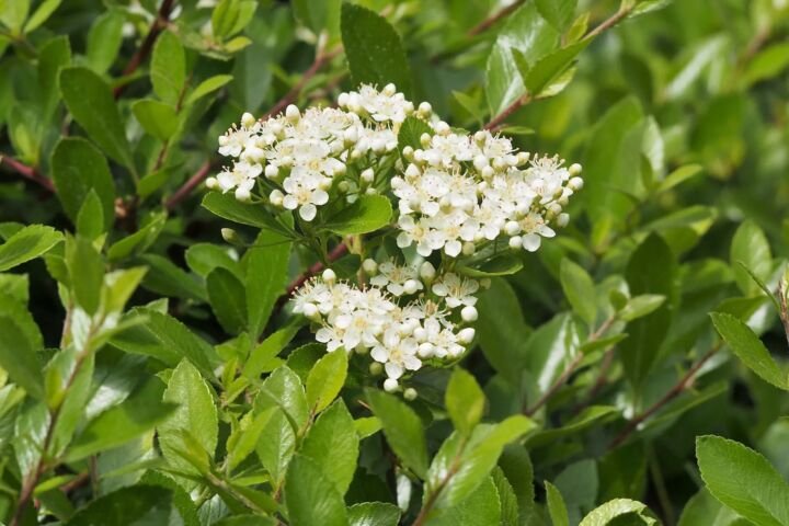 Pyracantha 'Mohave'