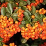 Ognik 'Orange Charmer' (Pyracantha 'Orange Charmer') – zdjęcie rośliny