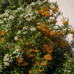 Ognik szkarłatny ‘Golden Charmer’ (Pyracantha 'Golden Charmer') – zdjęcie rośliny