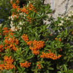 Ognik szkarłatny ‘Orange Glow’ (Pyracantha 'Orange Glow') – zdjęcie rośliny