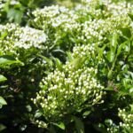 Ognik szkarłatny (Pyracantha coccinea) – zdjęcie rośliny