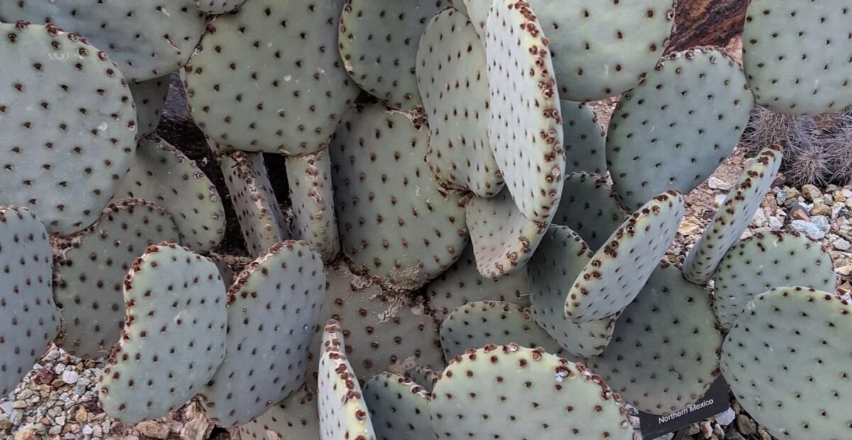 Opuntia basilaris – plant photo