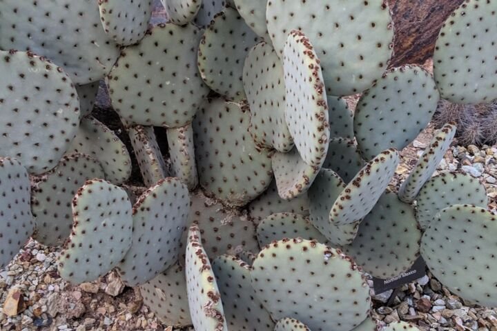Opuntia basilaris