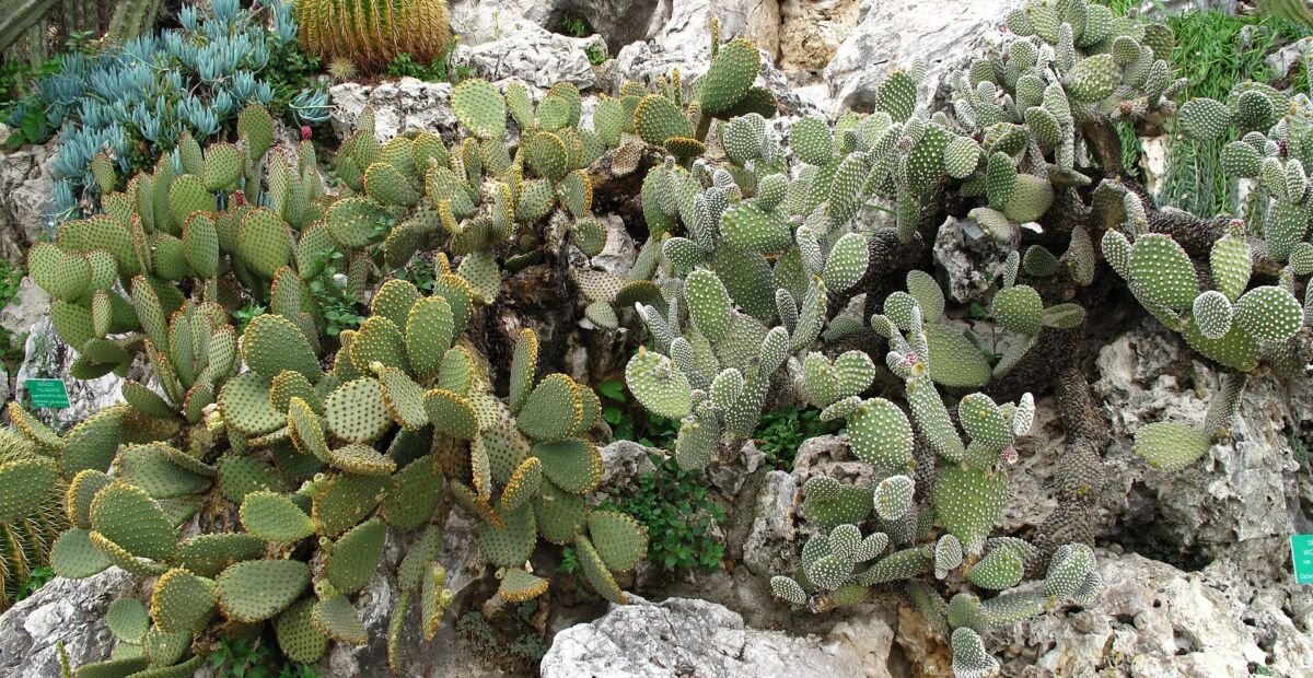 Opuntia 'Microdasys' – plant photo