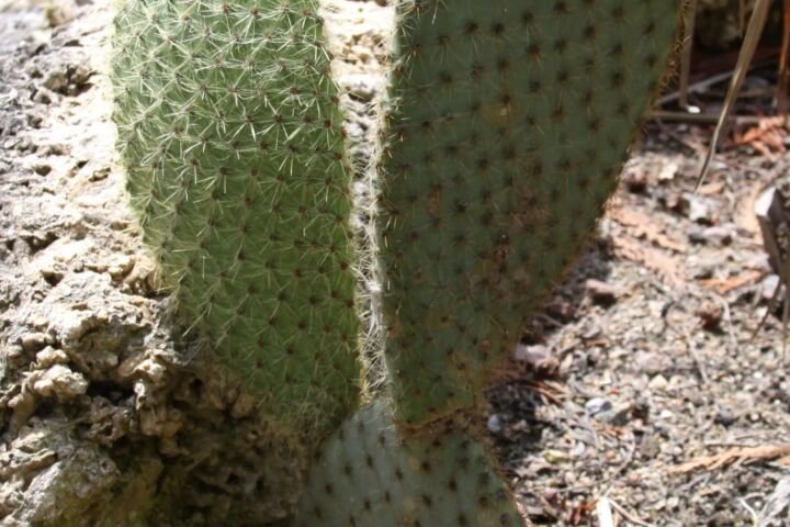 Opuntia scheeri