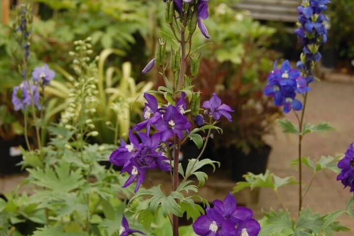 Delphinium 'Black Knight'