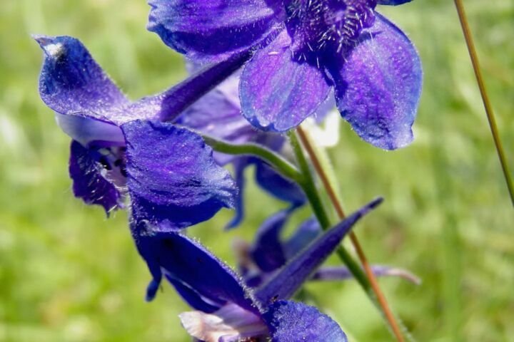 Delphinium 'Blue Bird'