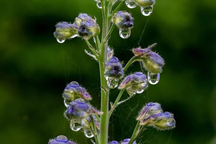 Delphinium elatum