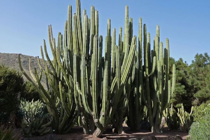Pachycereus weberi