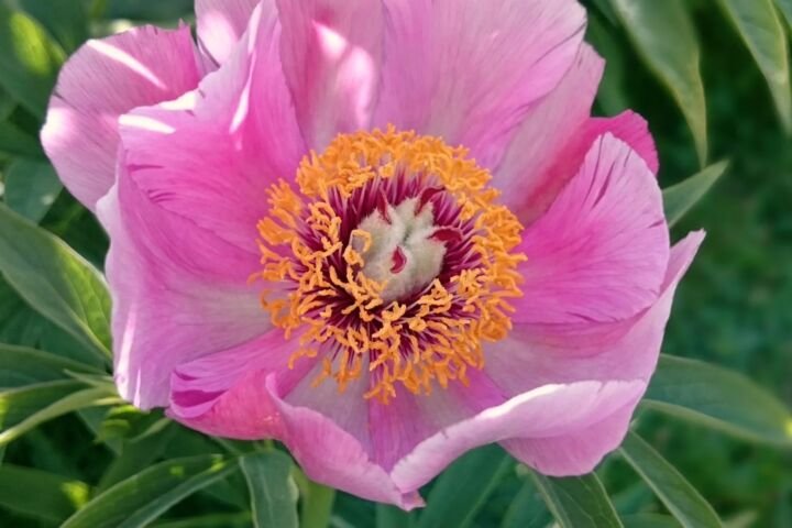 Paeonia anomala veitchii