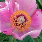 Paeonia anomala veitchii – (Paeonia anomala veitchii) – Pflanzenfoto