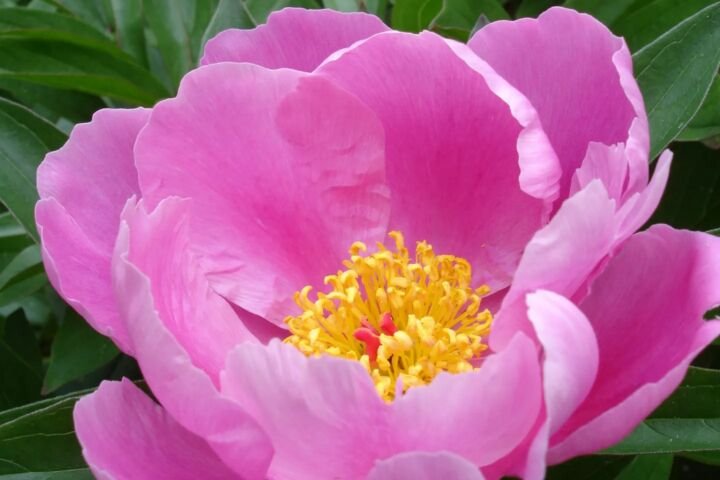 Paeonia lactiflora