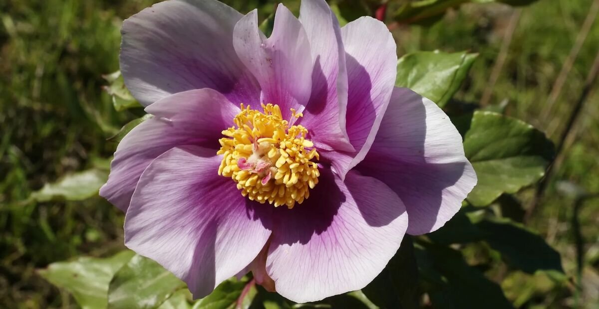 Paeonia mascula – plant photo