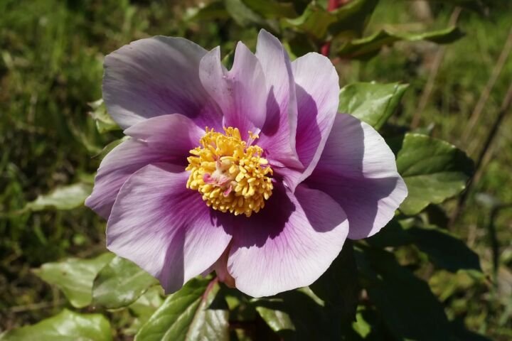 Paeonia mascula