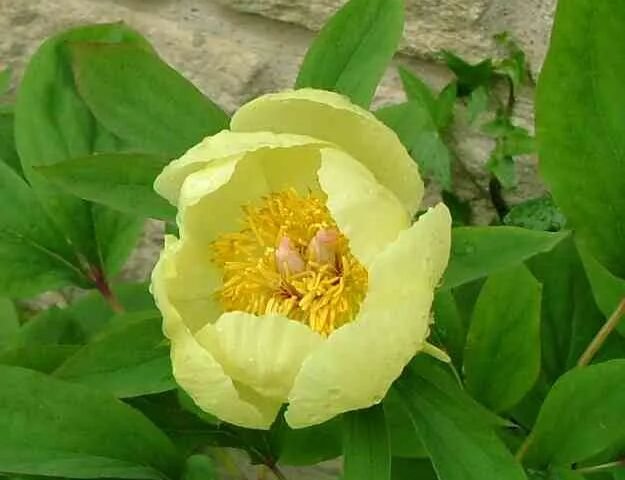 Paeonia mlokosewitschii