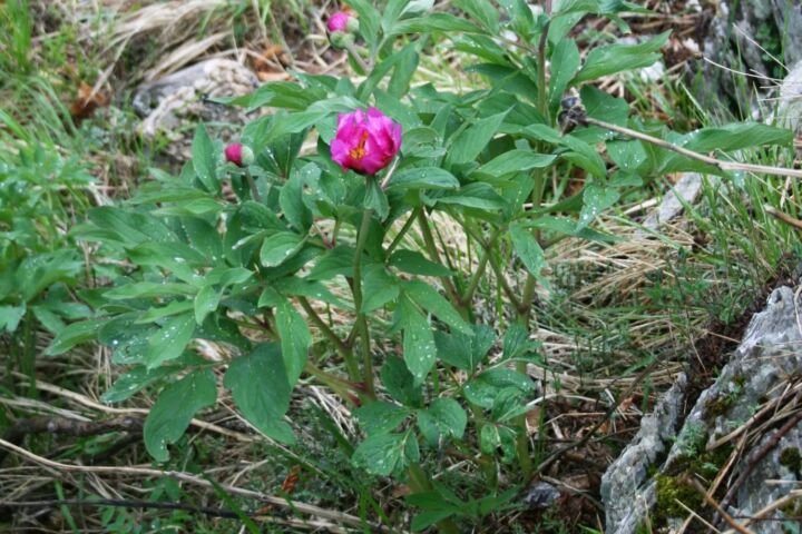Paeonia officinalis