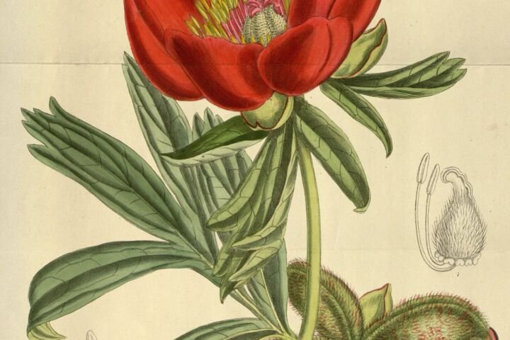 Paeonia peregrina