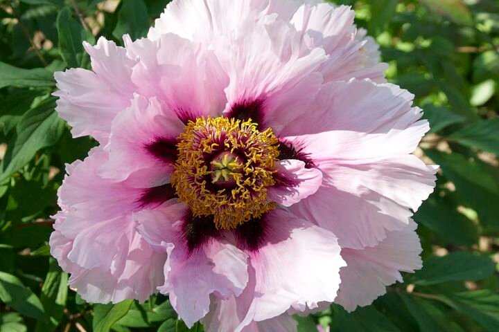 Paeonia suffruticosa