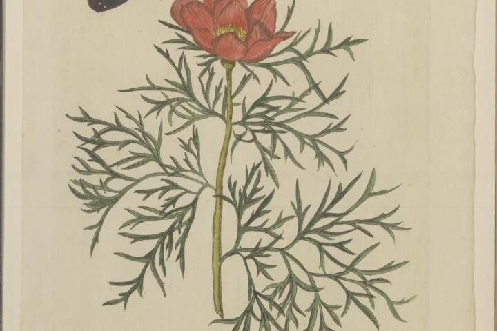Paeonia tenuifolia