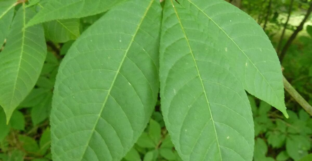 pagaštan drobnokvetý (Aesculus parviflora) – fotografia rastliny