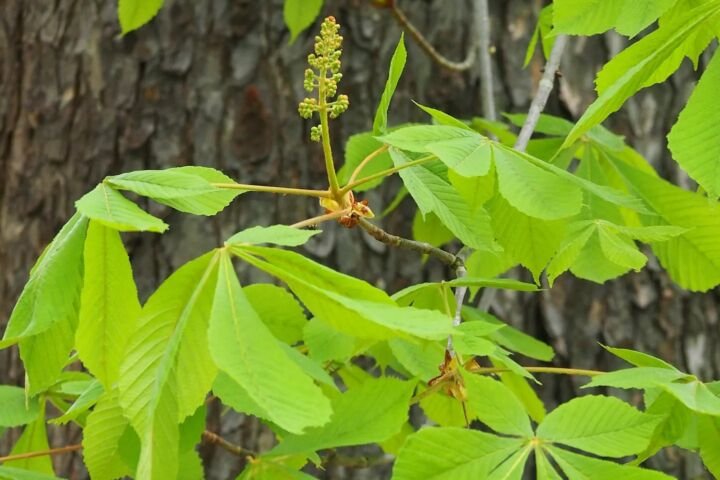 Aesculus hippocastanum