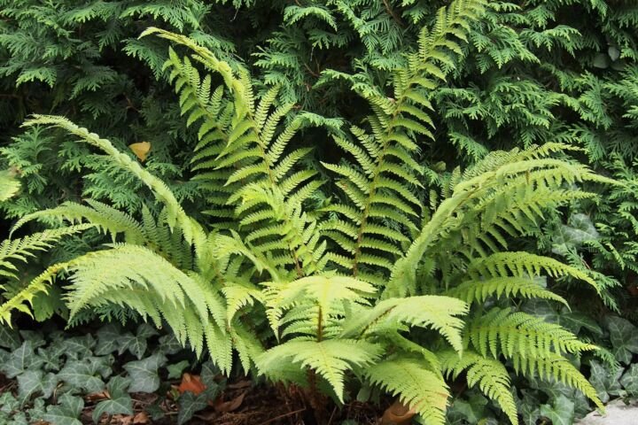 Polystichum setiferum
