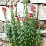 papuľka väčšia (Antirrhinum majus) – fotografia rastliny