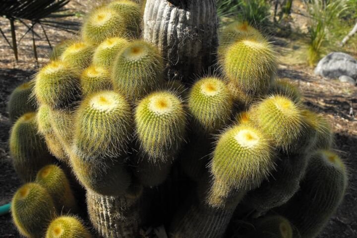 Parodia leninghausii