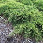 Pfitzer-Wacholder (Juniperus pfitzeriana) – Pflanzenfoto