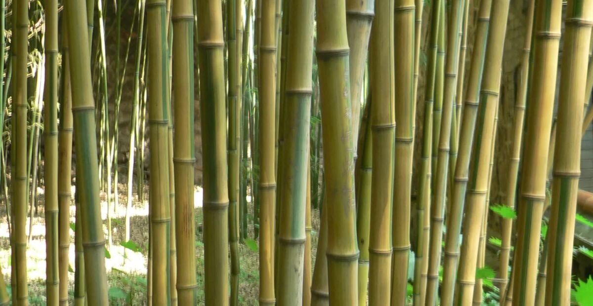 Phyllostachys aureosulcata – plant photo