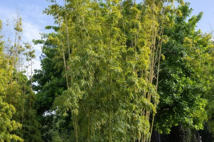Phyllostachys reticulata