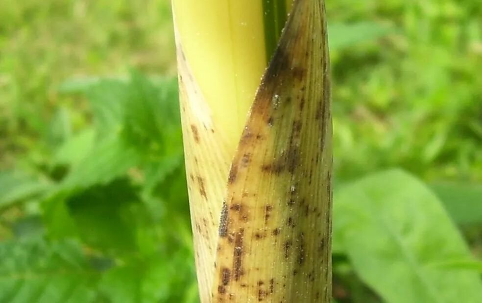 Phyllostachys vivax – plant photo