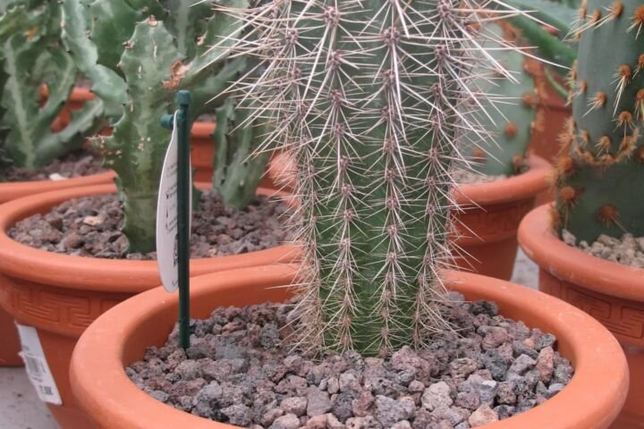 Pilosocereus pachycladus