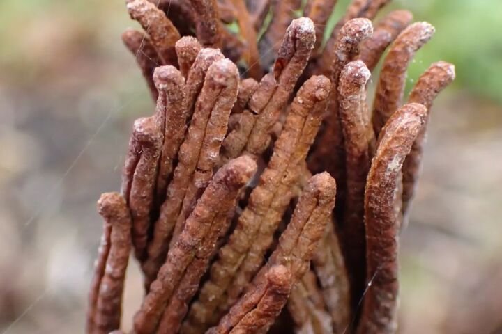 Matteuccia struthiopteris
