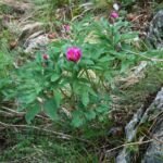pivonka lekárska (Paeonia officinalis) – fotografia rastliny