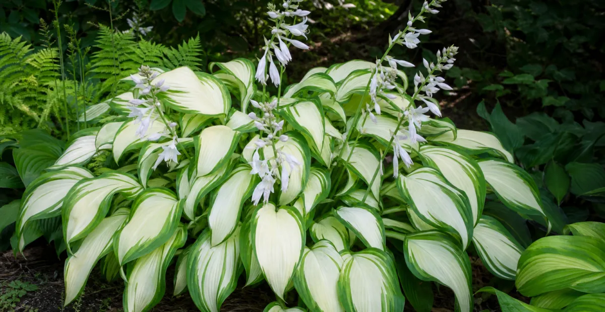 Plantain lily (Hosta 'Cool As A Cucumber') – plant photo