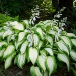 Plantain lily (Hosta 'Cool As A Cucumber') – plant photo