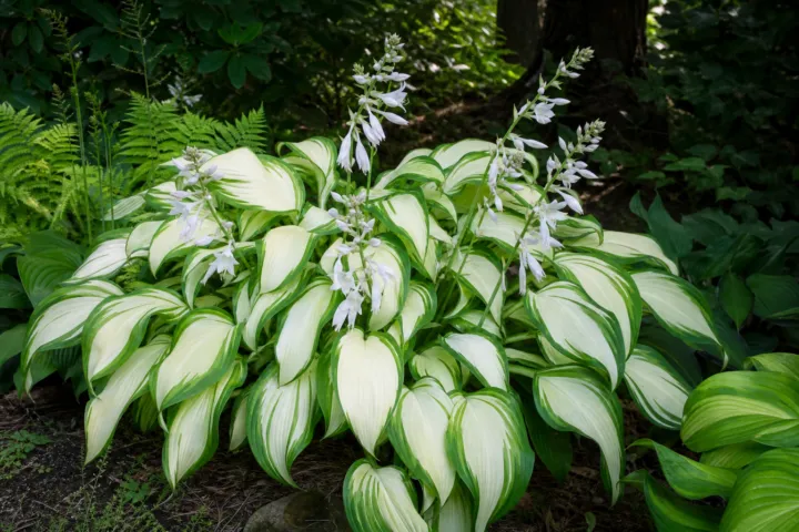 Hosta 'Cool As A Cucumber'
