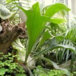 Platycerium bifurcatum – zdjęcie rośliny