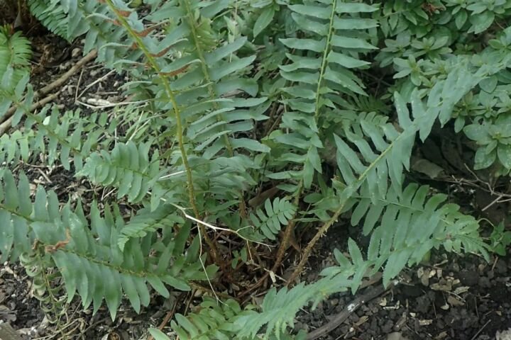 Polystichum acrostichoides