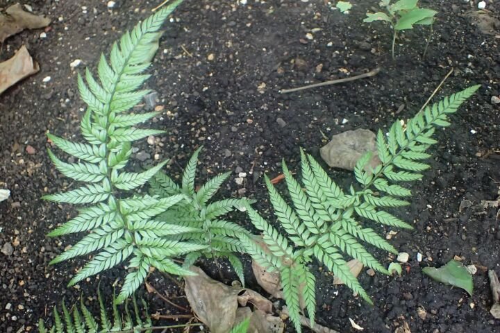Polystichum luctuosum