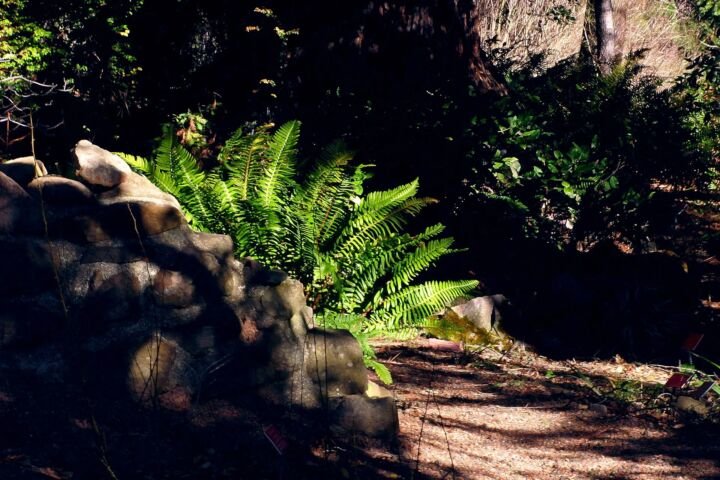 Polystichum munitum
