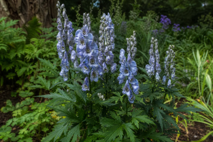 Aconitum 'Stainless Steel'