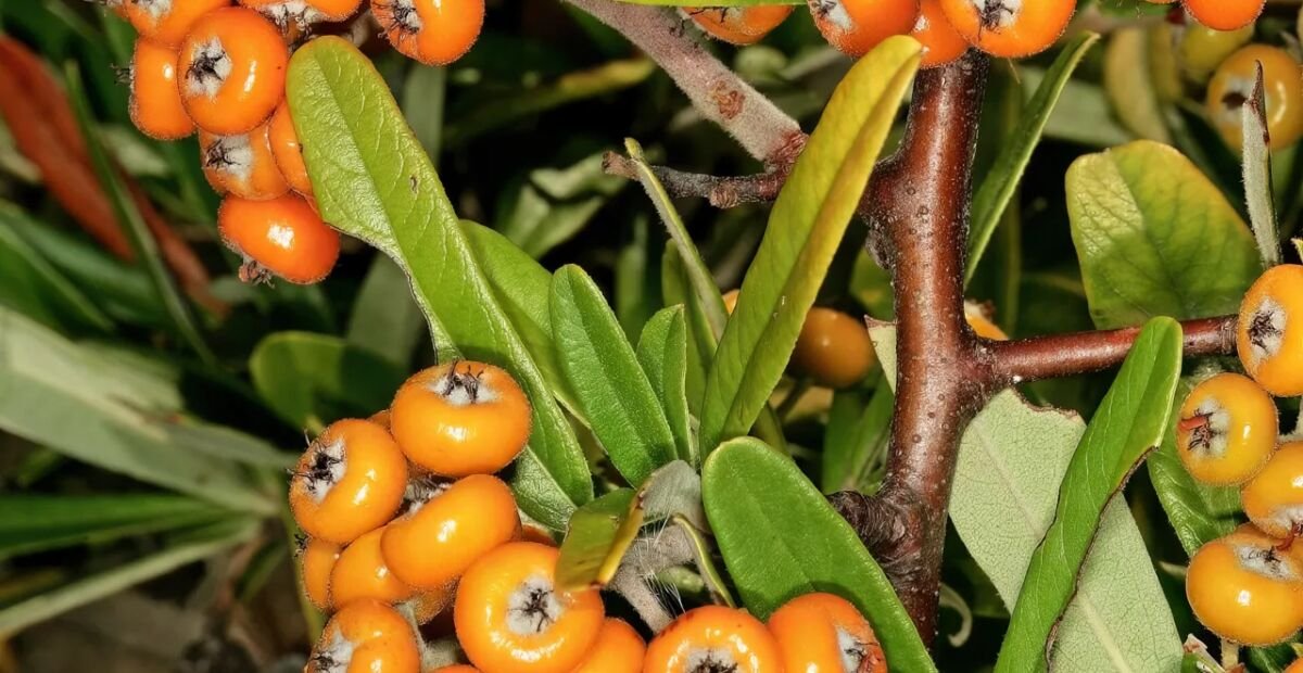 Pyracantha angustifolia – plant photo