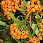 Pyracantha angustifolia – zdjęcie rośliny