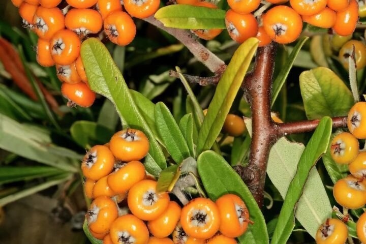 Pyracantha angustifolia